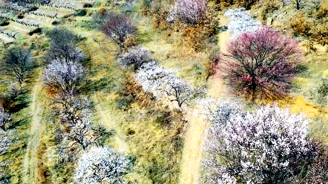 百畝繁花驚艷綻放 游客邂逅夢幻花海