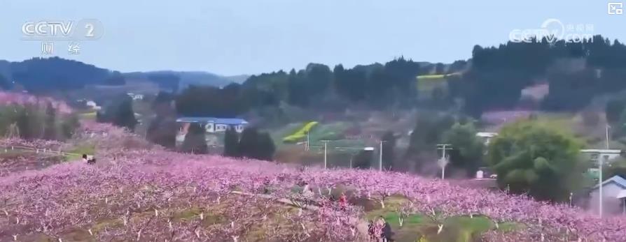 以“花”為媒、以“旅”促農(nóng) 勾勒鄉(xiāng)村振興新圖景