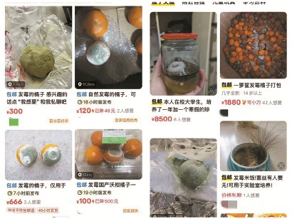 發霉橘子也能“賣出高價”，憑啥？
