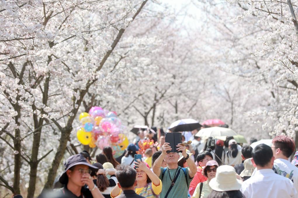 從“劇效應”到“花經濟” 春日文旅消費市場活力滿滿