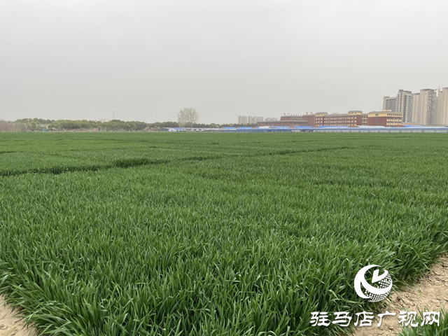 寒潮來襲小麥如何保暖？駐馬店農科專家支招科學應對