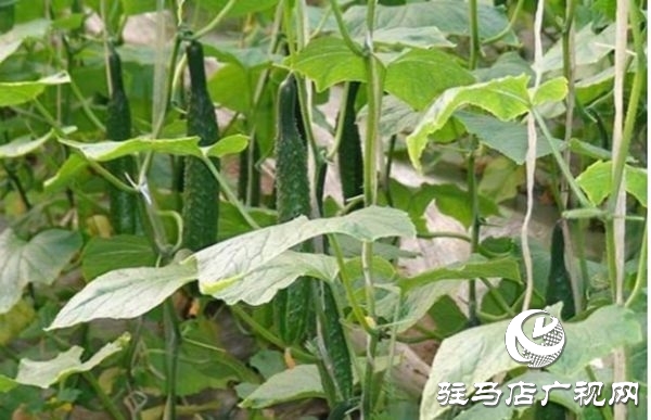 遂平縣沈寨鎮沈莊村：黨建引領繪就鄉村振興新圖景