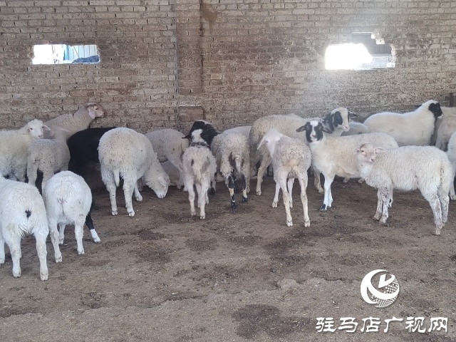駐馬店市動物防疫檢疫中心發布4月份動物預警預報