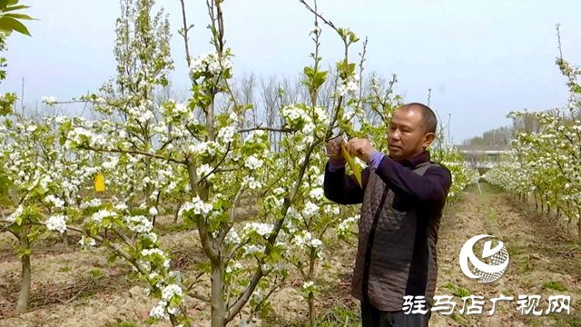 正陽縣：果樹管理正當時?繪就鄉村好“豐”景