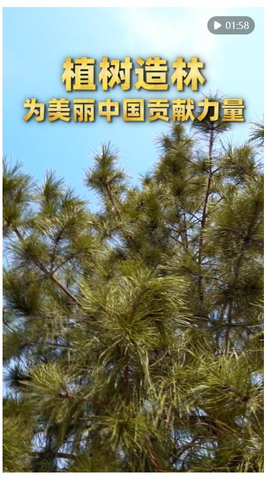 第1視點｜植樹造林 為美麗中國貢獻力量