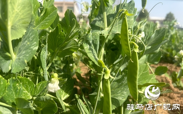泌陽縣郭集鎮：小豌豆撬動大產業 特色種植賦能鄉村振興