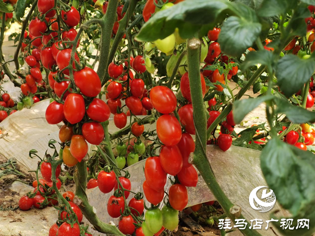 驛城區：特色種植結出致富果 農旅融合繪鄉村振興新圖景