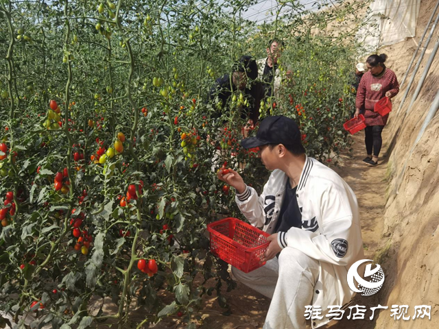 驛城區：特色種植結出致富果 農旅融合繪鄉村振興新圖景