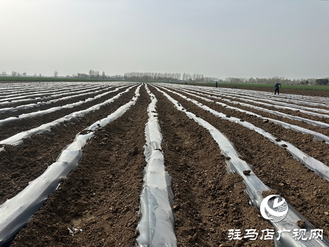 泌陽縣郭集鎮：搶抓農時移栽煙苗 特色產業助力鄉村振興