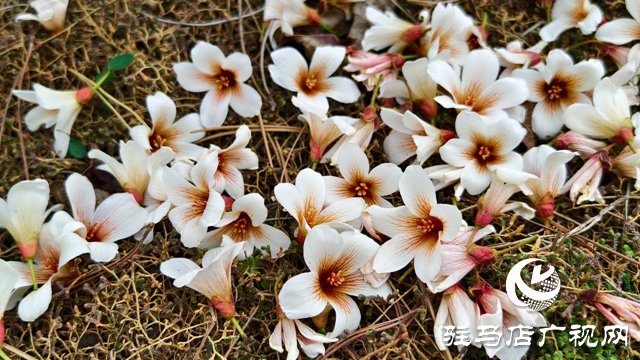 泌陽(yáng)縣：人間四月芳菲盡 桐花似雪染春山