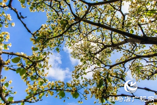 泌陽(yáng)縣：人間四月芳菲盡 桐花似雪染春山