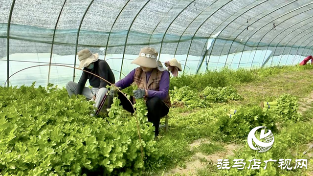 正陽縣新阮店鄉萬馬村：有機果蔬種植激活鄉村振興“新引擎”
