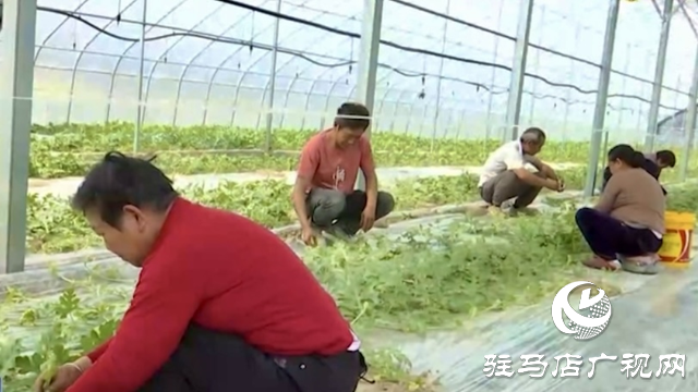 正陽縣新阮店鄉萬馬村：有機果蔬種植激活鄉村振興“新引擎”