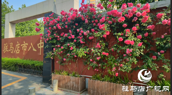 八中的薔薇又開了。當(dāng)年看花的人，還在嗎？