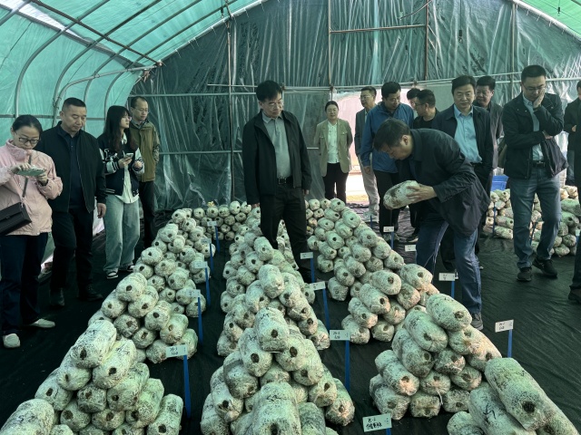 國家食用菌產業技術體系栽培與基質研究室交流會在我市召開