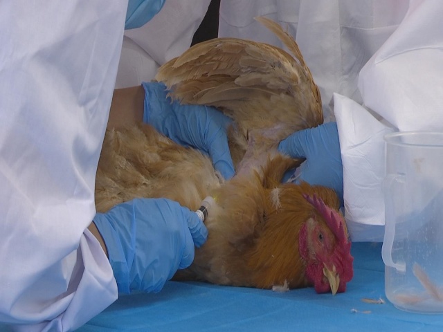 駐馬店市動物疫病防疫檢疫中心發布2025年5月份動物疫病預警預報