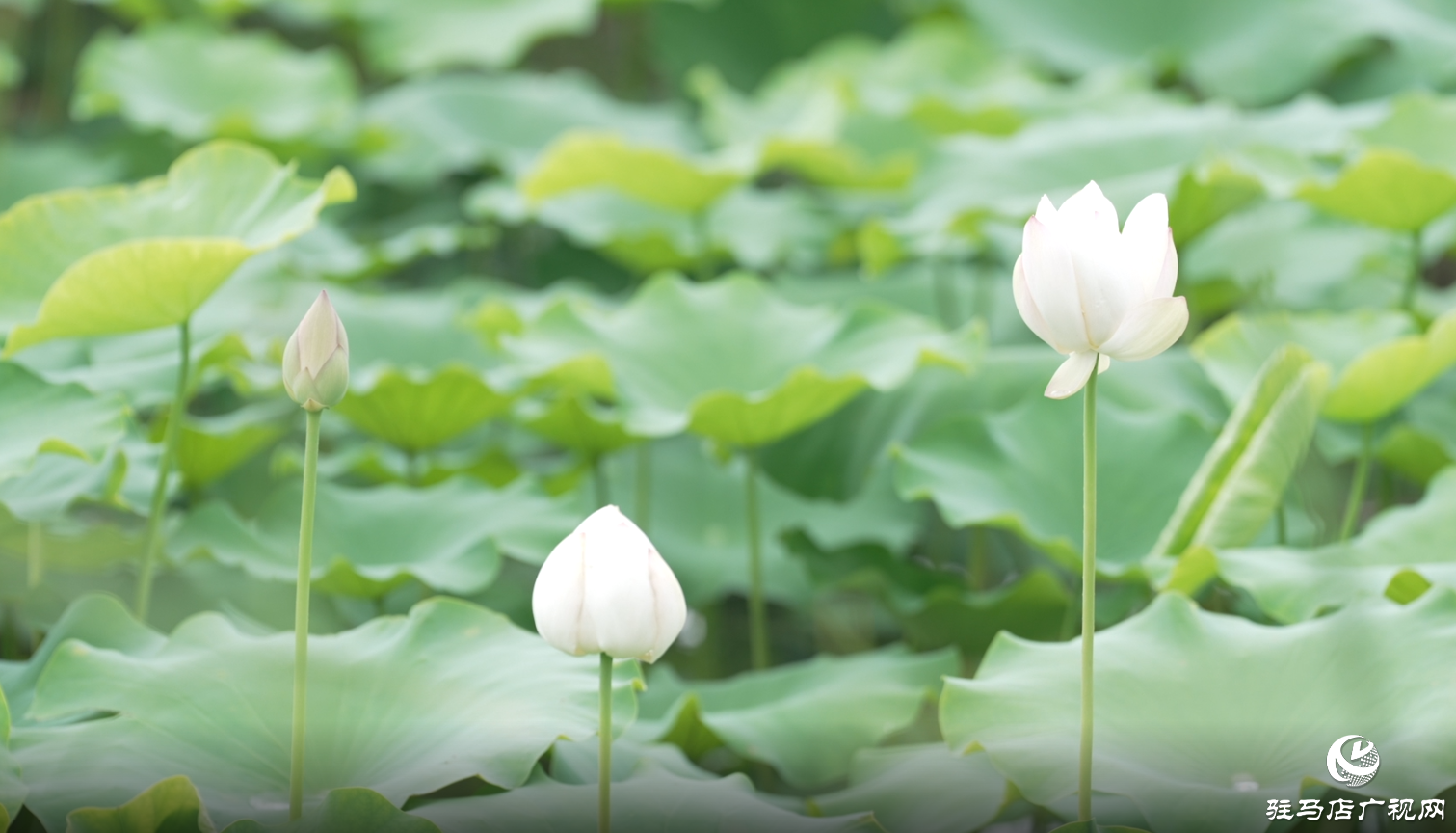 初夏：描繪時(shí)光的溫柔畫卷