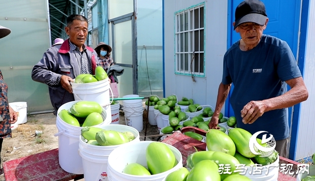 正陽縣熊寨鎮王樓村：大棚蔬菜多點開花 鄉村振興勢能強勁
