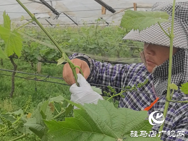 確山縣雙河鎮陳店村：百畝葡萄園管護忙