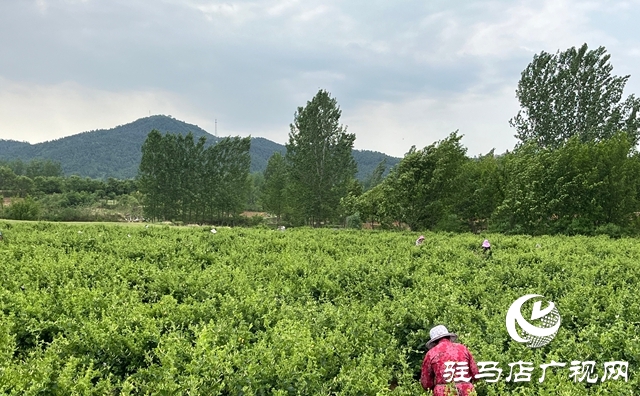 泌陽縣：金銀花開富鄉鄰 盤古山下產業興