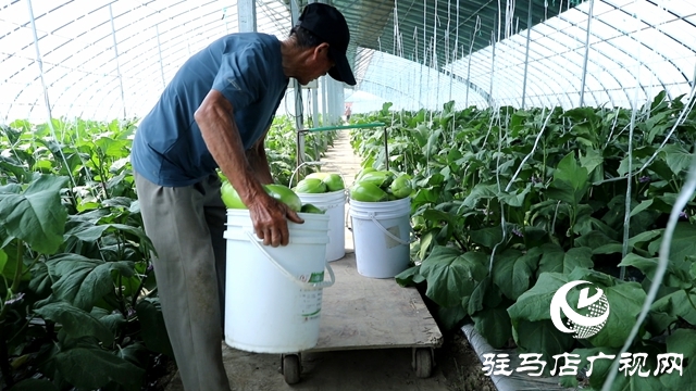 正陽縣熊寨鎮王樓村：大棚蔬菜多點開花 鄉村振興勢能強勁