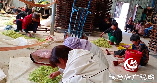 泌陽縣盤古鄉：小小金銀花 致富大產業