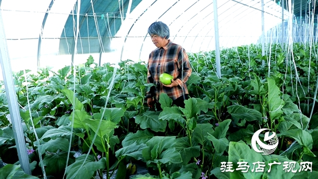 正陽縣熊寨鎮王樓村：大棚蔬菜多點開花 鄉村振興勢能強勁
