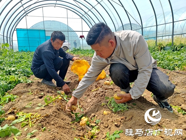 平輿縣黃寨村：春土豆變身“小金豆” 產業鏈升級鋪就致富路