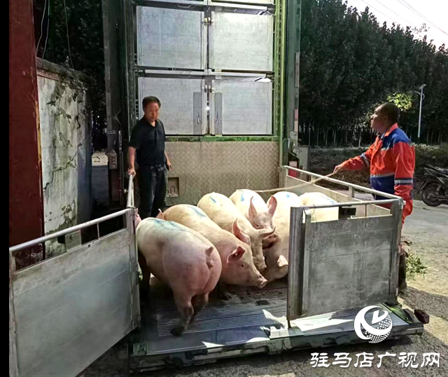 確山縣：推行適度規(guī)模經(jīng)營(yíng)  助推生豬產(chǎn)業(yè)健康發(fā)展