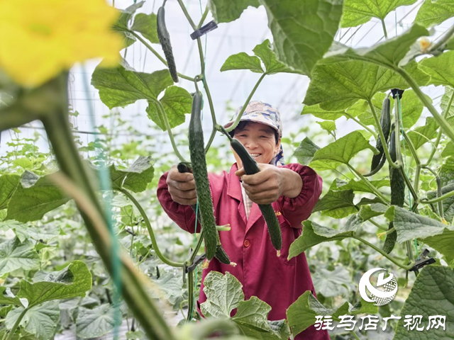 驛城水屯鎮：黨建引領特色種植 小黃瓜助農增收