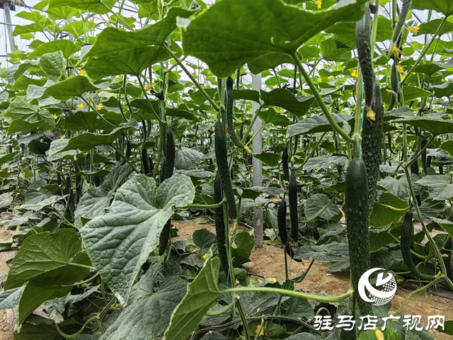 驛城水屯鎮：黨建引領特色種植 小黃瓜助農增收