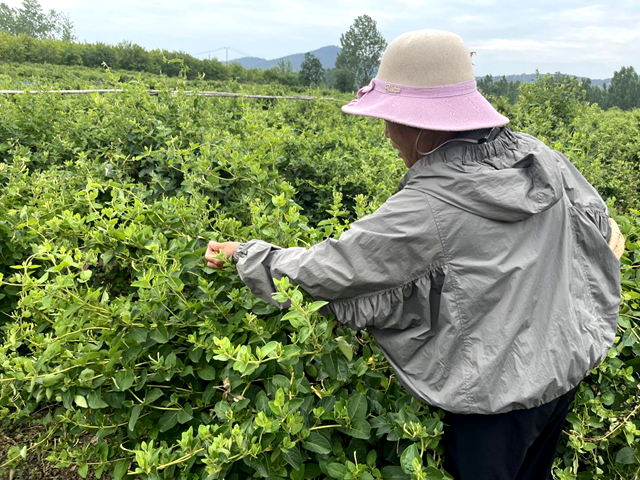 泌陽縣盤古鄉臥牛山村：金銀花開“金銀”來 返鄉青年帶富一方