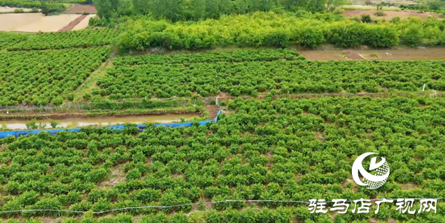 泌陽縣盤古鄉臥牛山村：金銀花開金銀來 返鄉青年帶富一方