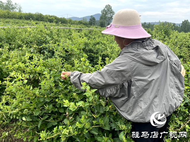 泌陽縣盤古鄉臥牛山村：金銀花開金銀來 返鄉青年帶富一方