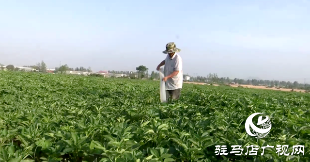 驛城區香山街道：白芷經濟繪就一村一品新畫卷
