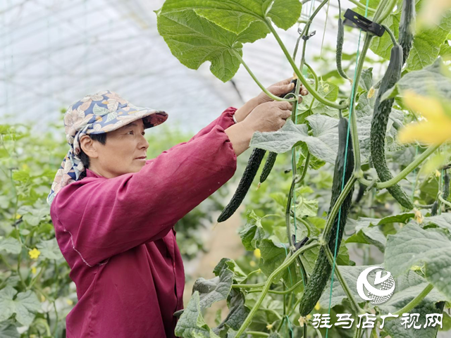 駐馬店市驛城區水屯鎮：特色種植“種”出村民好日子