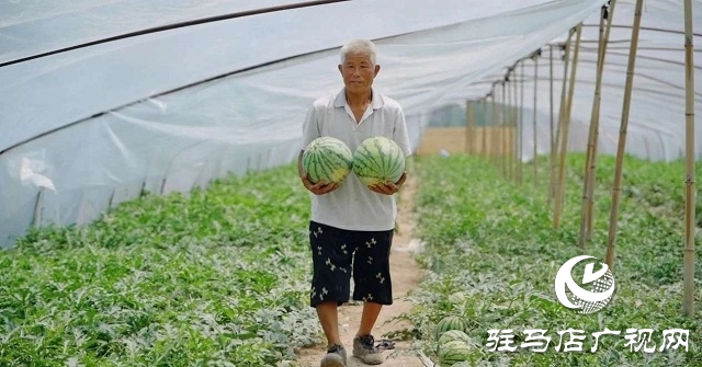 新蔡縣練村鎮：西瓜搶“鮮”上市 開啟豐收樂章