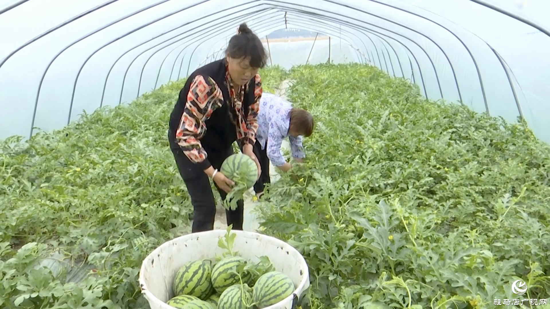 正陽縣蘭青鎮潘店村：科學種植 精心管護 實現西瓜產業提質增效