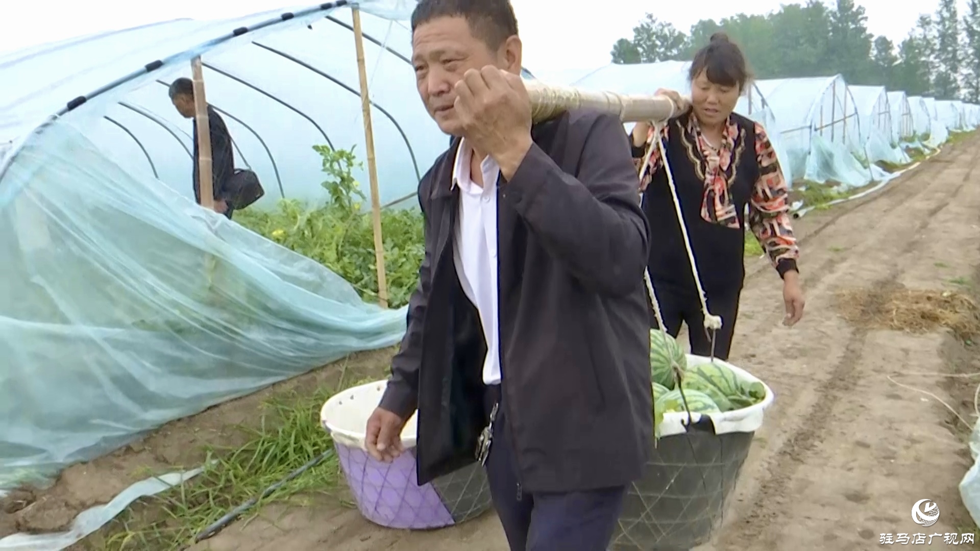 正陽縣蘭青鎮潘店村：科學種植 精心管護 實現西瓜產業提質增效
