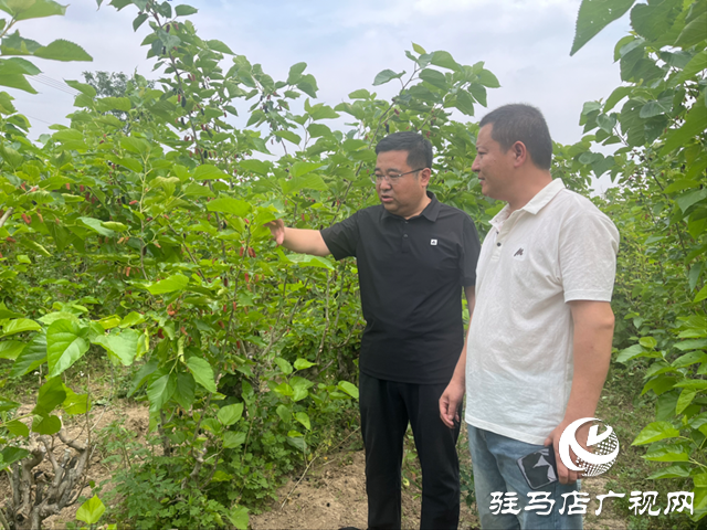 平輿縣楊埠鎮：小小桑葚果種出村民致富“甜蜜”路