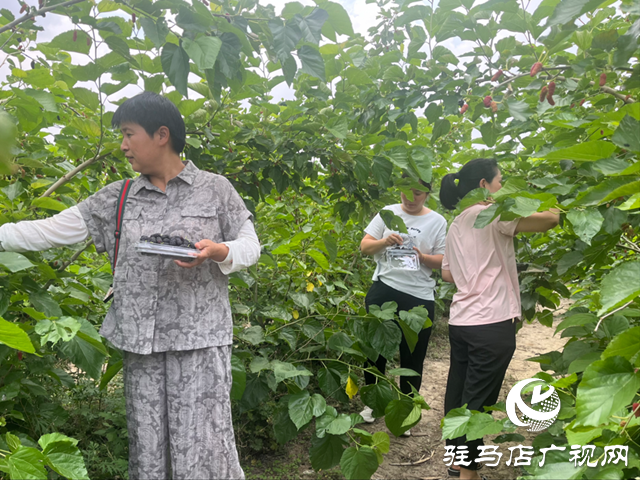 平輿縣楊埠鎮：小小桑葚果種出村民致富“甜蜜”路