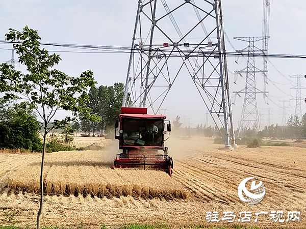 平輿縣李屯鎮：三夏生產“雙搶”忙 夏糧豐收有保障