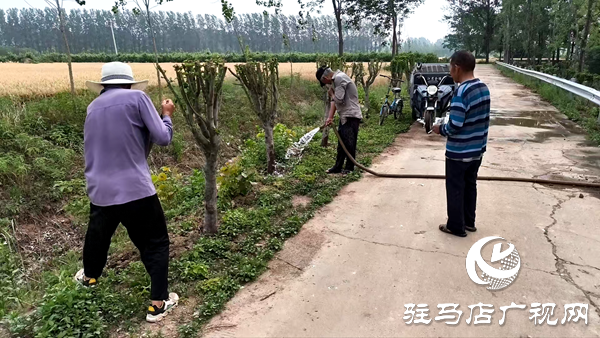 平輿縣李屯鎮(zhèn)：科學防范“干熱風” 全力守護小麥生長