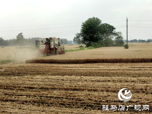 平輿縣李屯鎮：三夏生產“雙搶”忙 夏糧豐收有保障