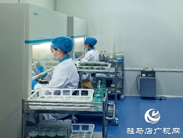 上蔡縣：打造脫毒紅薯產業鏈 科技育苗助農振興   