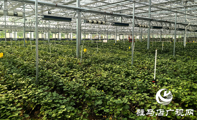 上蔡縣：打造脫毒紅薯產業鏈 科技育苗助農振興   