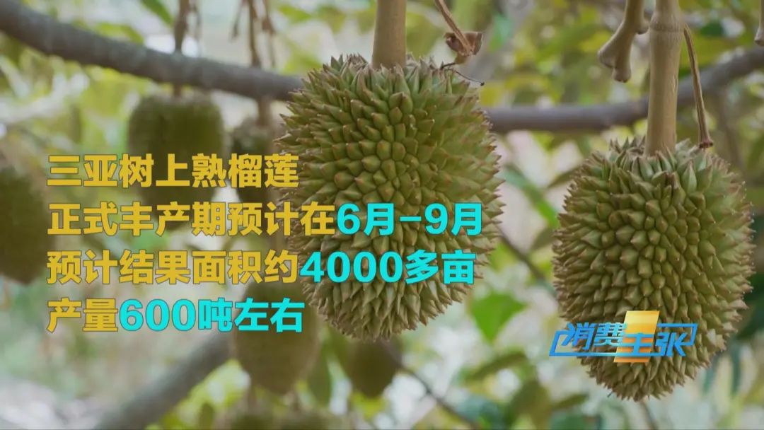 “水果之王”價格腰斬，還能再降！