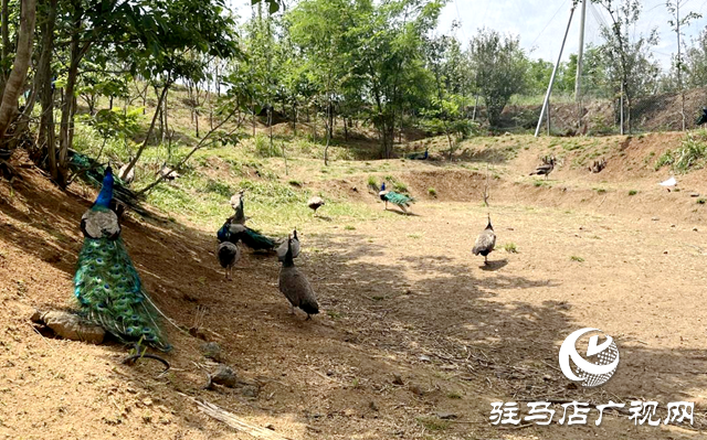泌陽縣盤古鄉：特色養殖鹿雀歡 鄉村振興活力添