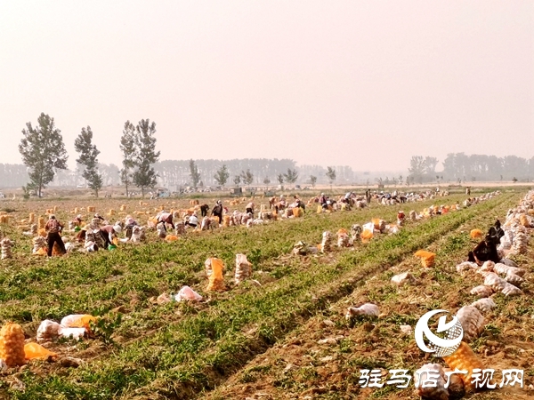  遂平縣褚堂街道：馬鈴薯喜獲豐收，助力鄉村振興