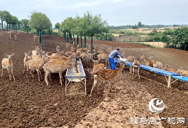 泌陽縣盤古鄉：特色養殖鹿雀歡 鄉村振興活力添